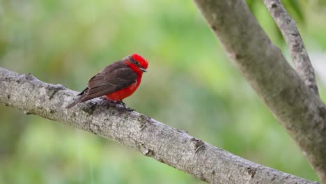 puffy little male scarlet flycatcher, pyrocephalus rubinus perched on tree branch with sudden change in weather, raining heavily and strong wind blowing with tree swaying in the background