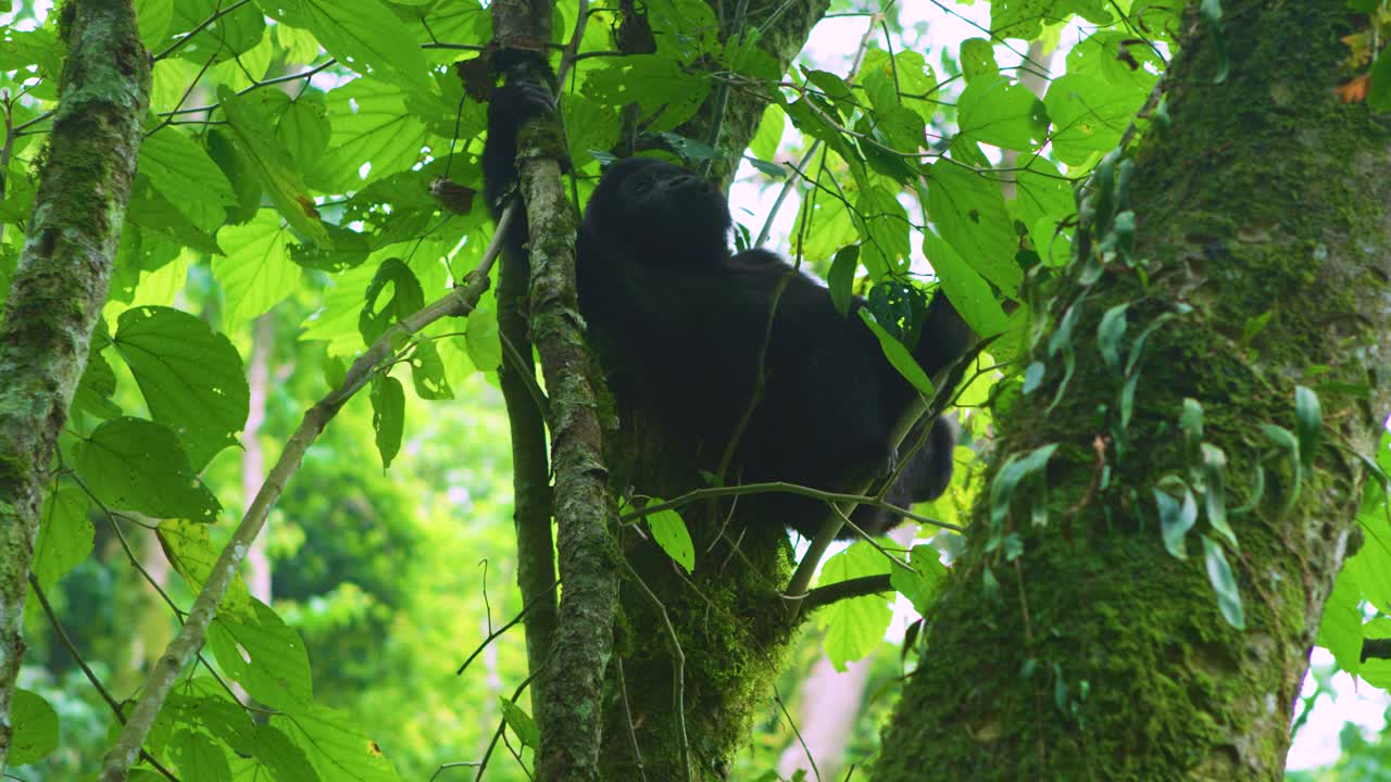 Un cucciolo di gorilla allo stato brado nel Parco Nazionale dei Vulcani del Ruanda, Africa.