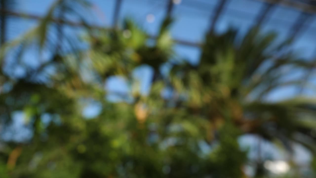 plantas tropicales en un invernadero