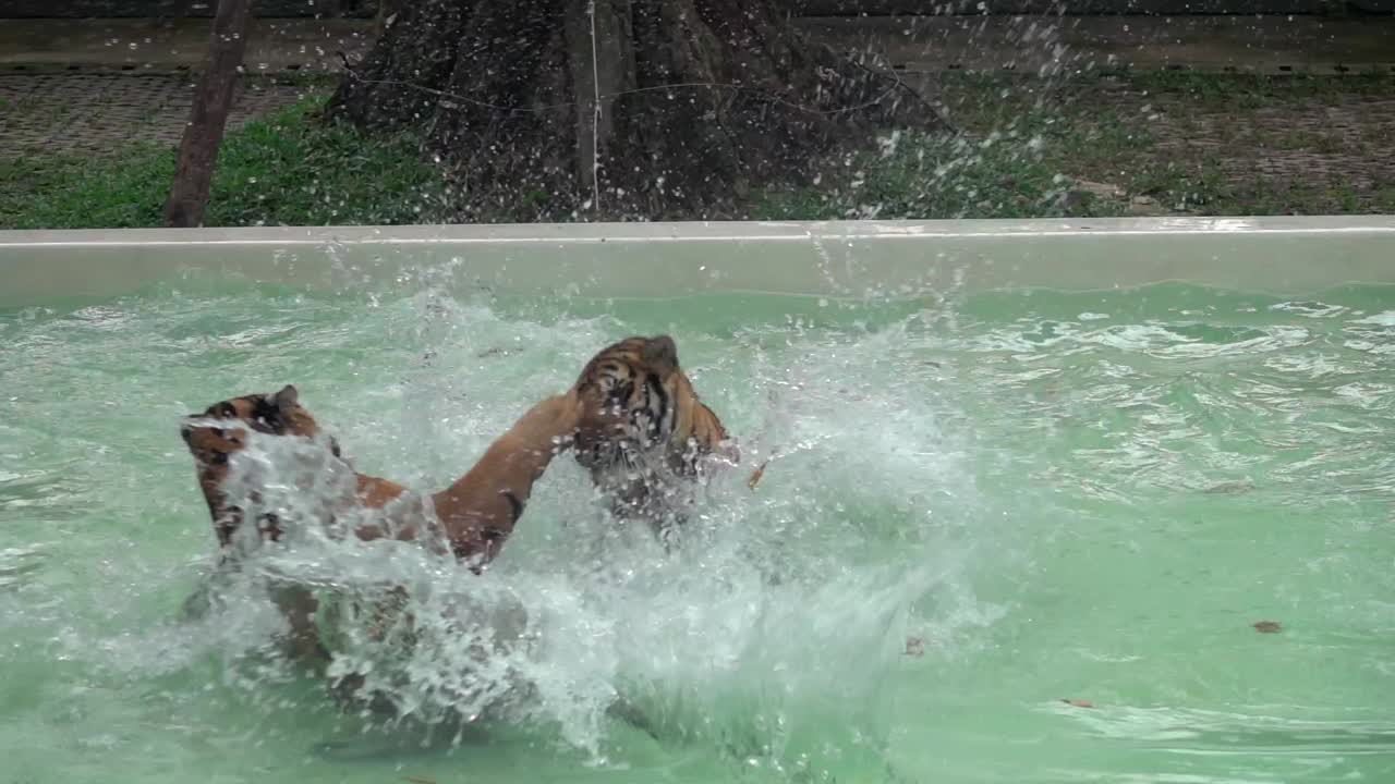 Two Tigers play fight and spar in a swimming pool. Filmed in slow motion.
