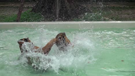 two tigers play fight and spar in a swimming pool. filmed in slow motion.