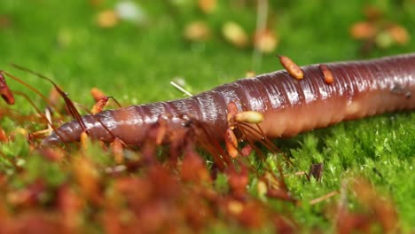 An-earthworm-is-a-terrestrial-invertebrate-that-belongs-to-the-class-Clitellata,-order-Oligochaeta,-phylum-Annelida.-They-exhibit-a-tube-within-a-tube-body-plan.