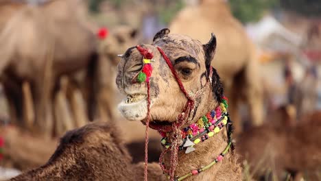 Camels at the Pushkar Fair, also called the Pushkar Camel Fair or locally as Kartik Mela is an annual multi-day livestock fair and cultural held in the town of Pushkar Rajasthan, India.