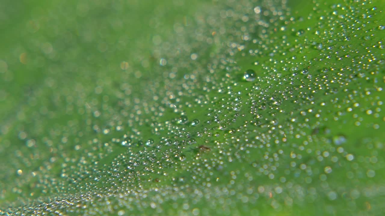 아침 이슬이 잎사귀에 떨어졌다