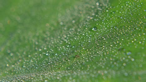 morning dew fell on leaf