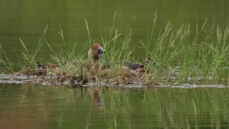 pato silbante y pollitos nadando juntos en el agua