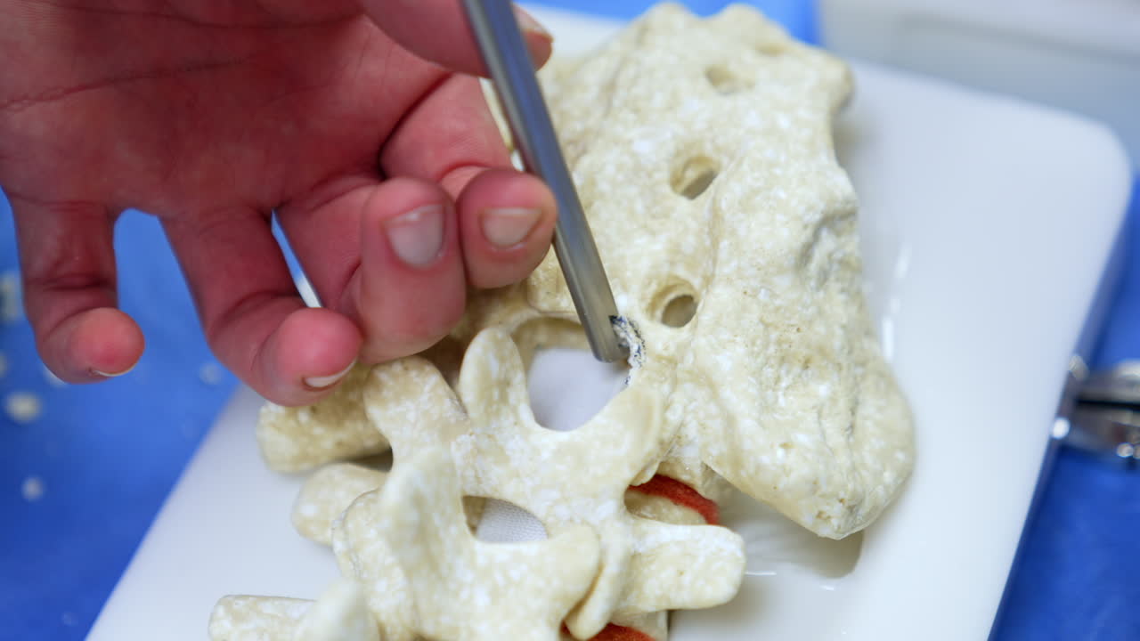 Hand holding a metal tool applies it to the spine dummy deleting a little piece. Training in neurosurgical operation. Close up.