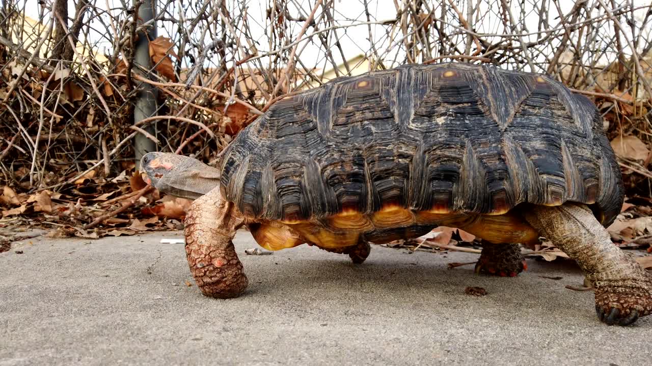 una hermosa tortuga mascota caminando por el marco en una acera en los suburbios