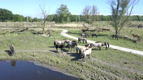 Aerial-view-of-wild-Konik-horses-in-National-Park-Oostvaarders-plassen,-Flevoland,-the-Netherlands