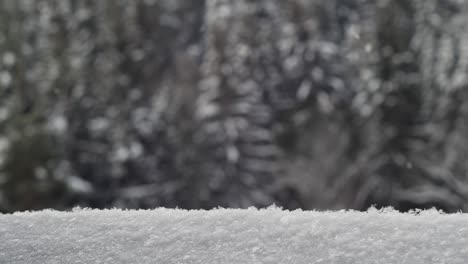 falling snow in winter against fir forest