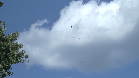 Una-Toma-En-Cámara-Lenta-De-Múltiples-Halcones-De-Cola-Roja-Mientras-Montan-Térmicas,-Navegando-Contra-Un-Cielo-Azul-Nublado-En-Una-Toma-De-Gran-Angular