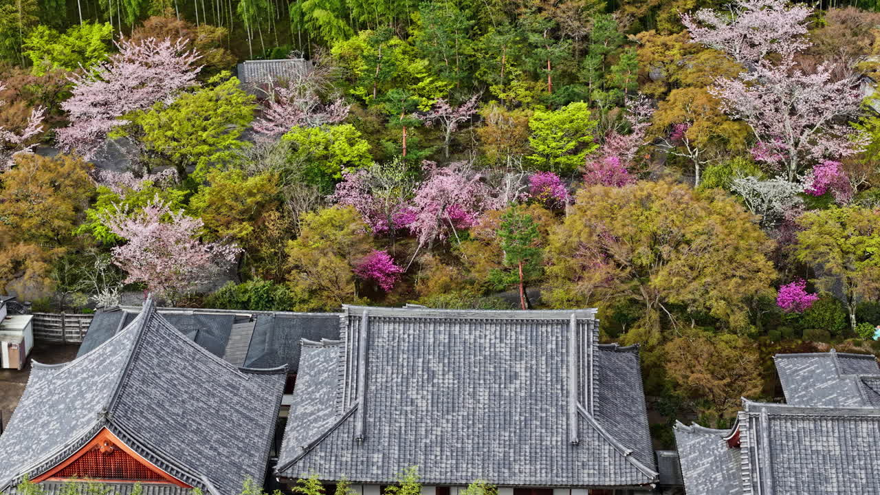 Aerial drone view of a temple surrounded by cherry blossom at sunset