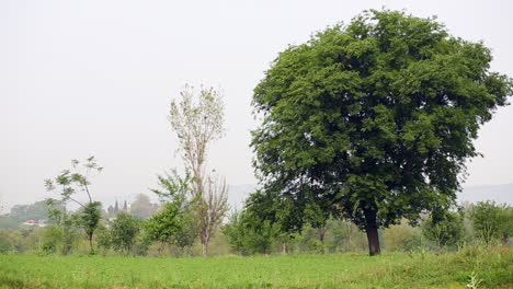 Un-Gran-árbol-Con-Hojas-Verdes-En-La-Granja-Cerca-De-Un-Pequeño-árbol-De-Hojas-Amarillas,-Vista-Panorámica