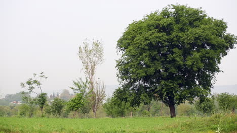 a big tree with green leafs in the farm near a small yellow leaf tree, panning view