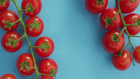 video de tomates cerezos frescos con espacio de copia en fondo azul