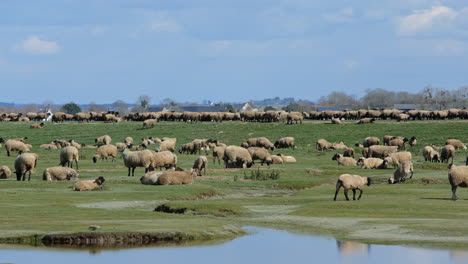 Las-Ovejas-Pastan-Bajo-La-Sombra-Del-Mont-Saint-Michel,-Creando-Un-Ambiente-Sereno.