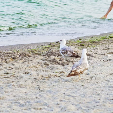 Two seagulls and a little dove walk along the coastline in search of living creatures near the sea waves not far from a human in the summer day.