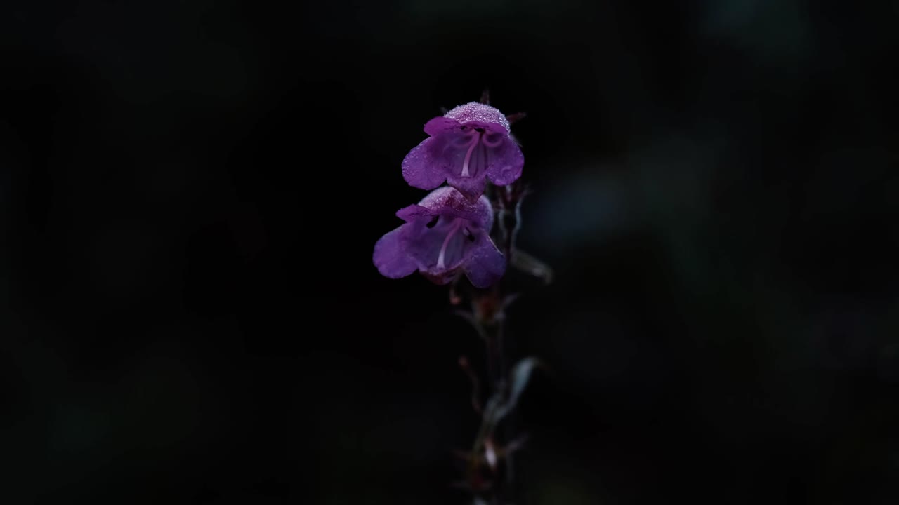 dos campanillas moradas cubiertas de rocío matinal contra