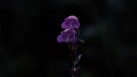 dos campanillas moradas cubiertas de rocío matinal contra