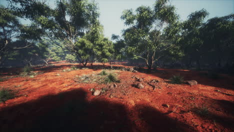 australian-outback-with-trees-and-yellow-sand