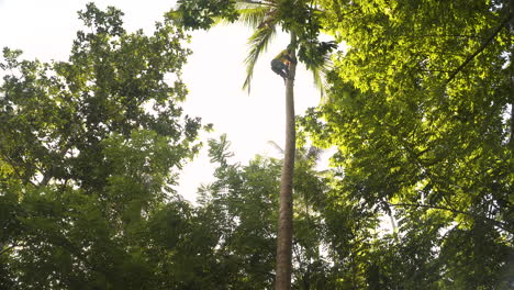 black man climbing tall palm tree in zanzibar jungle for harvest