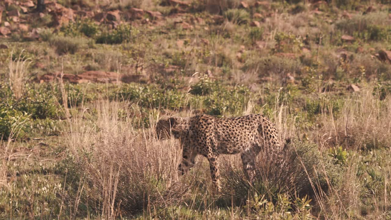guepardo caminando entre arbustos en la sabana africana cubierta de hierba