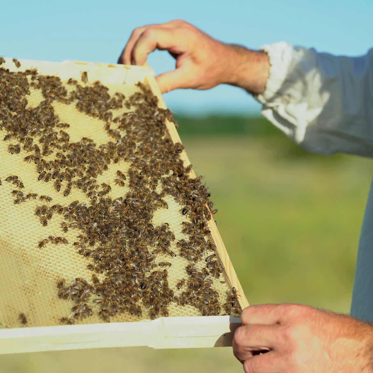 Beekeeper examines the new frame with bees from the beehive on the blurred background. Bees crawl on the frame in summer.