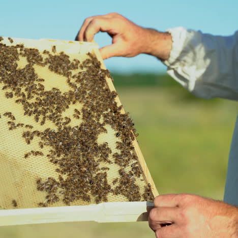 beekeeper examines the new frame with bees from the beehive on the blurred background. bees crawl on the frame in summer.