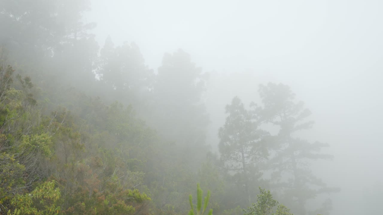 테네리페의 숲과 함께 안개의 산의 신비한 느낌