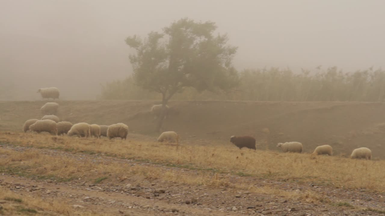 ovejas pastando en un paisaje brumoso