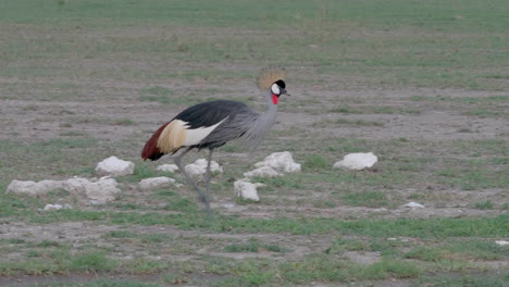 a grey crowned crane pecking the ground searching for food in nxai pan national park botswana