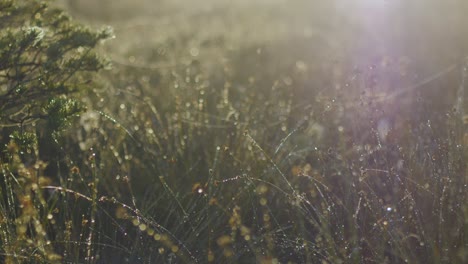 dew on grass stems and bokeh background