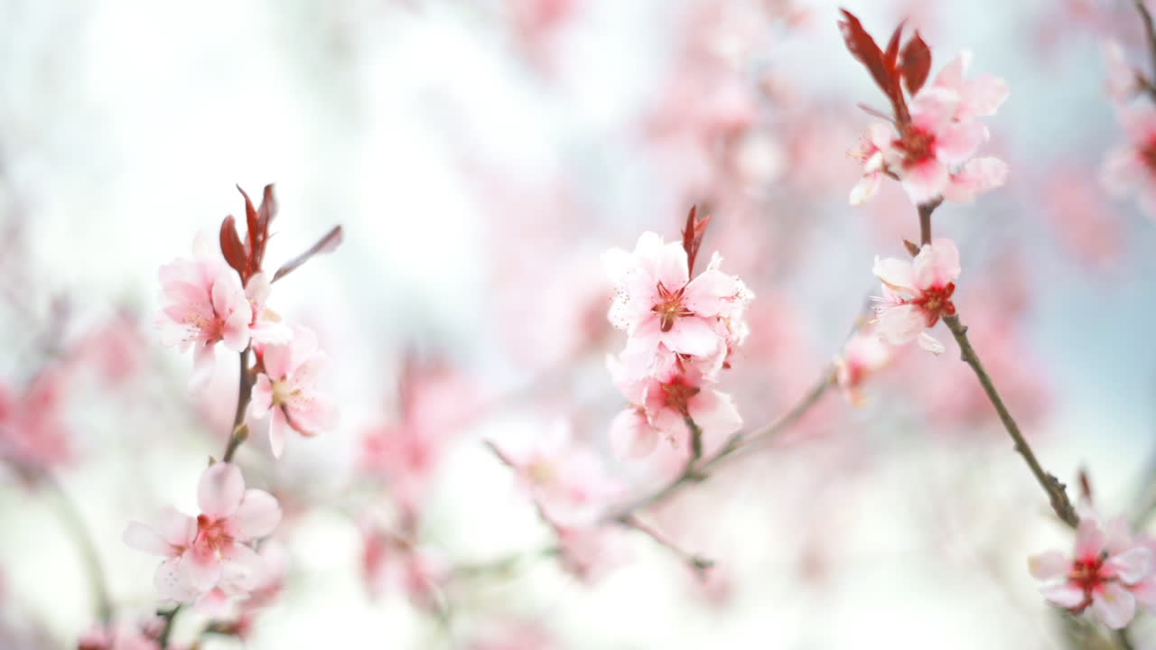 Close up of tree branches with pink flowers in bloom being moved by the wind