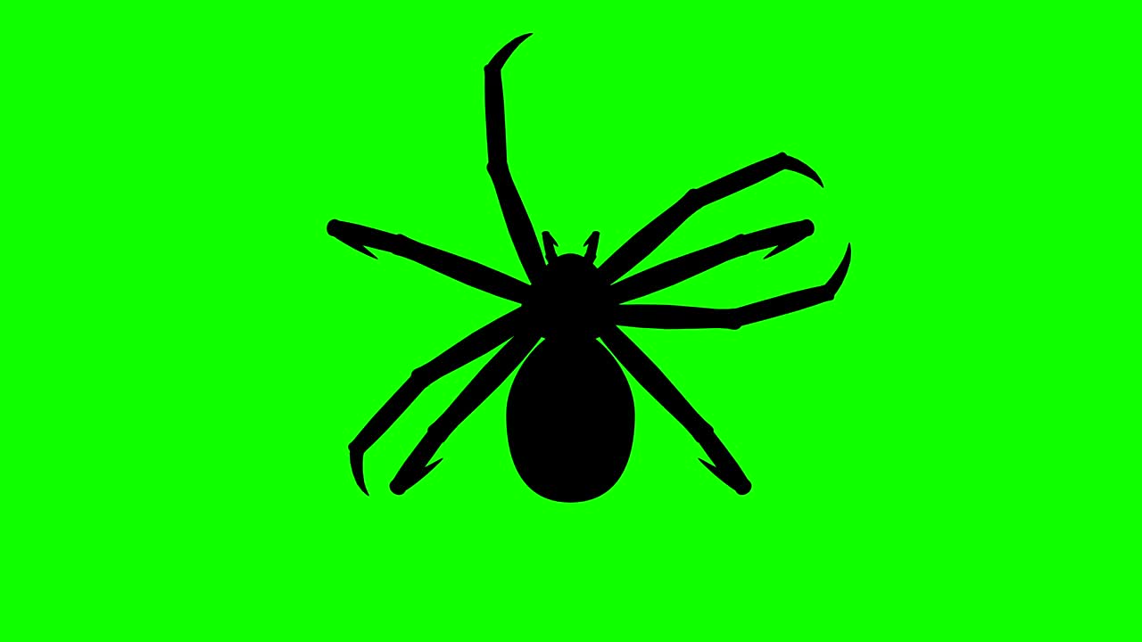 araña fija en pantalla verde, silueta animada en cg, bucle