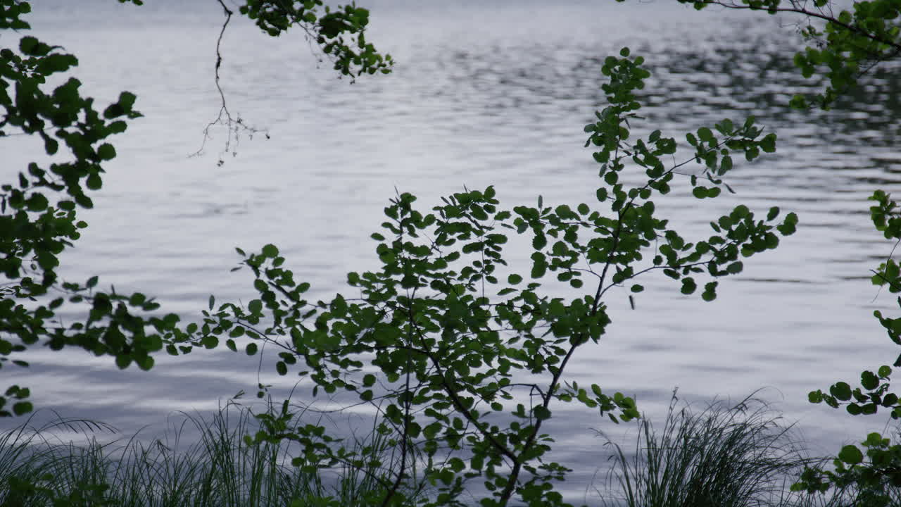 Fresh green branches and grass frame the lake surface in soft morning light, creating a peaceful and balanced natural composition. Branches rustle in the slow wind