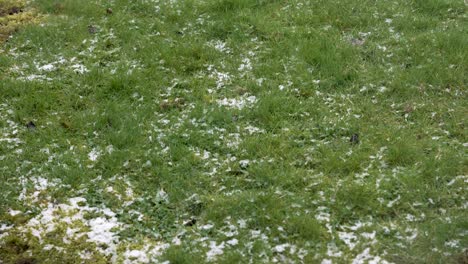 light snow falling on green grass in back garden