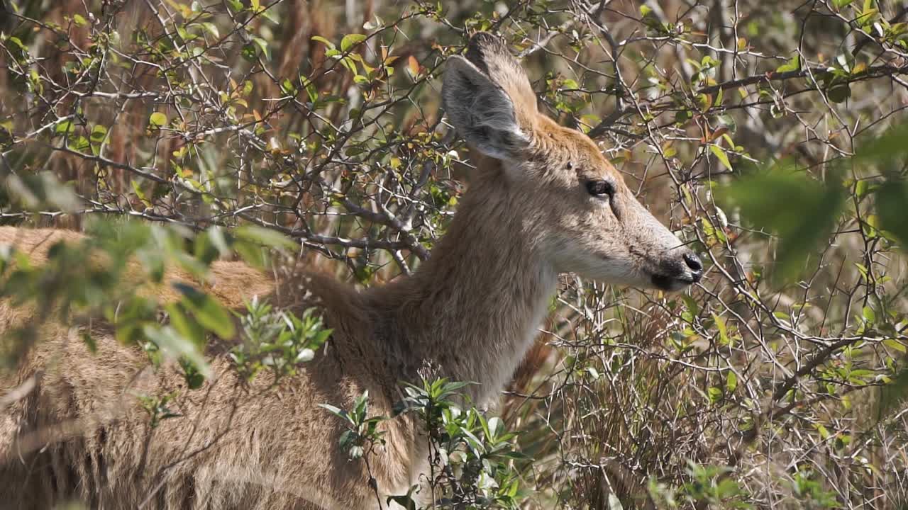 cerca de ciervos de las pampas comiendo en arbustos