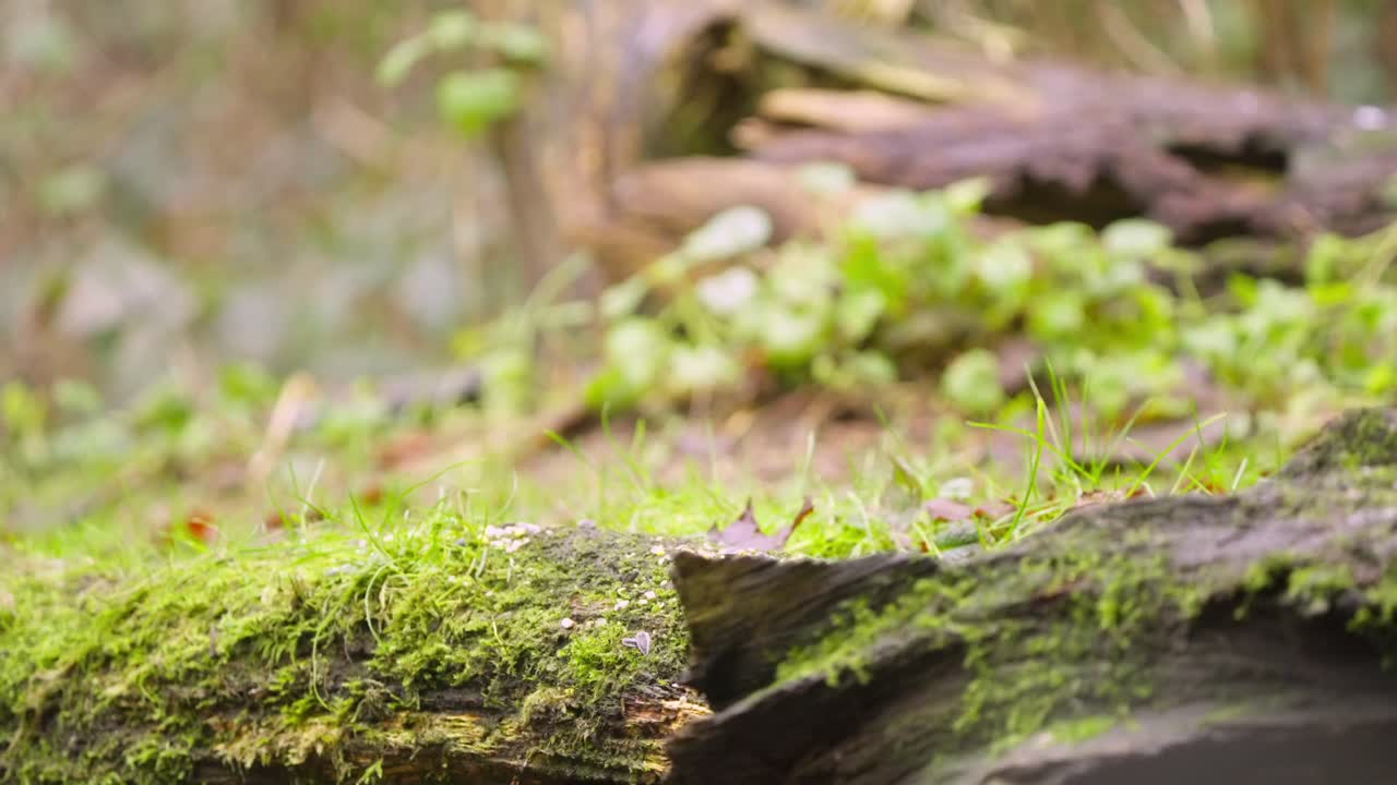 Eurasian robin perched on fallen log in Dutch forest slow motion