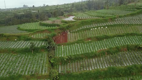 close up drone flight of a terraced plantation in central java indonesia