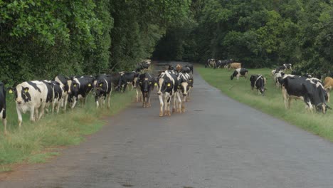 herd of holstein friesian cattle walking down the road in queensland, australia