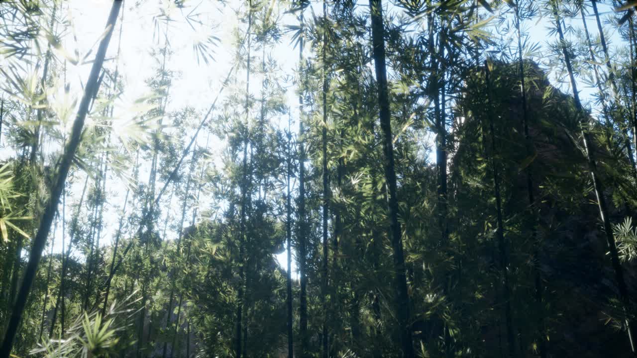 Windy Tranquil Arashiyama Bamboo Grove