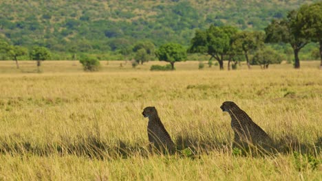 Toma-En-Cámara-Lenta-De-Dos-Guepardos-Tumbados-Y-Sentados-A-La-Sombra-De-Un-árbol-De-Acacia-En-Las-Praderas-De-La-Sabana-Masai-Mara,-Fauna-Africana-En-La-Reserva-Nacional-Masai-Mara,-Kenia,-Animales-De-Safari-Africanos