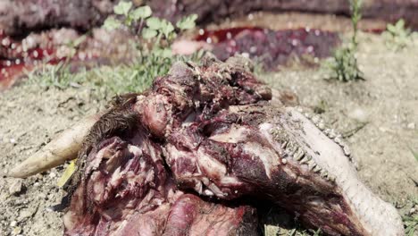 rotting horn and mangled carcass head and mouth with flies around red brown flesh