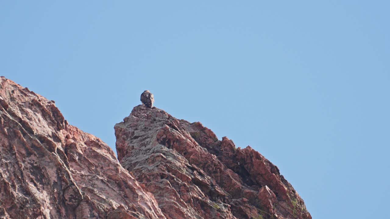 águila calva posada en lo alto de las rocas rojas en el jardín de los dioses, colorado, bajo un cielo azul claro