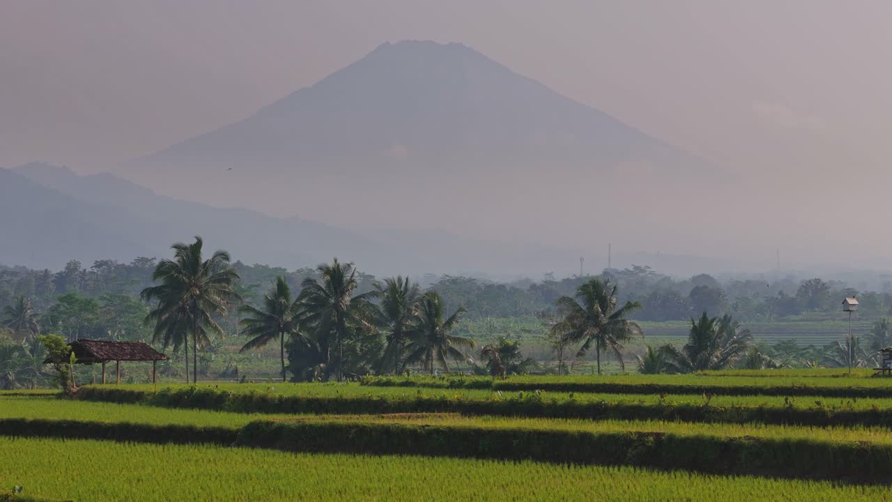 Lush green rice fields stretch across the countryside with soft mountain fog in the background. Captures the essence of rural life and natural beauty
