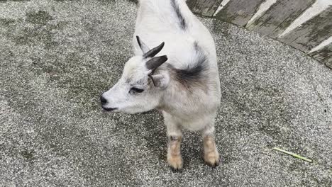 baby goat in a zoo