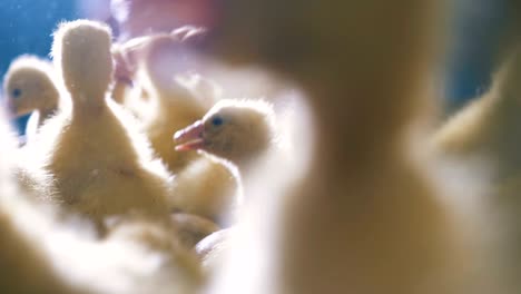 plenty of ducklings are swarming and quacking
