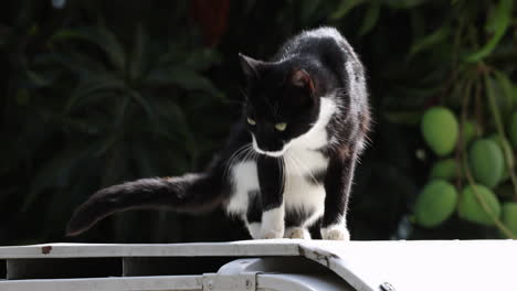 black and white cat walking on the roof of a white car with mangoes hanging in the tree behind