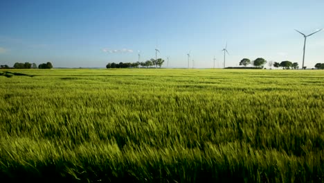 panoramic shot of a windmill farm, in a country cultivated field, on a sunny and windy evening