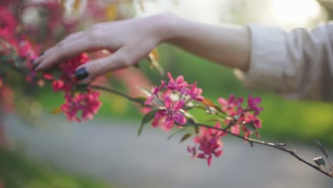 4k woman's hand strokes a plant. spring flower cherry or sakura tree at sunset